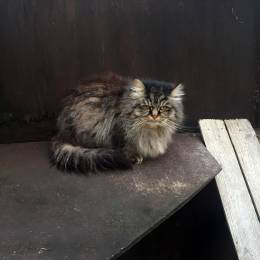 Long Haired Tortoiseshell