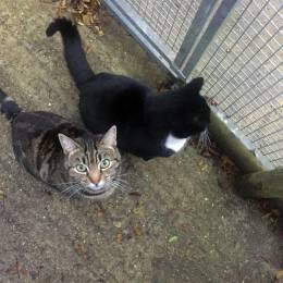 Two Cats waiting for Breakfast.