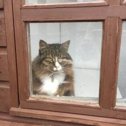 Cat indoors