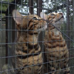 Bengal Cat Siblings