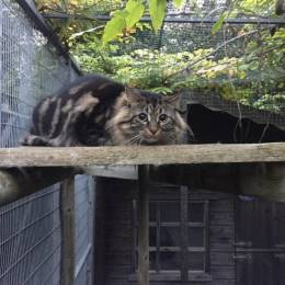 Long Hair Tortoiseshell