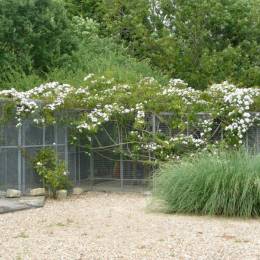 Hawthorn Cattery Pens